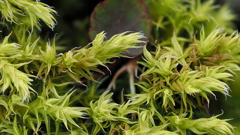 Racomitrium Moss photo 5
