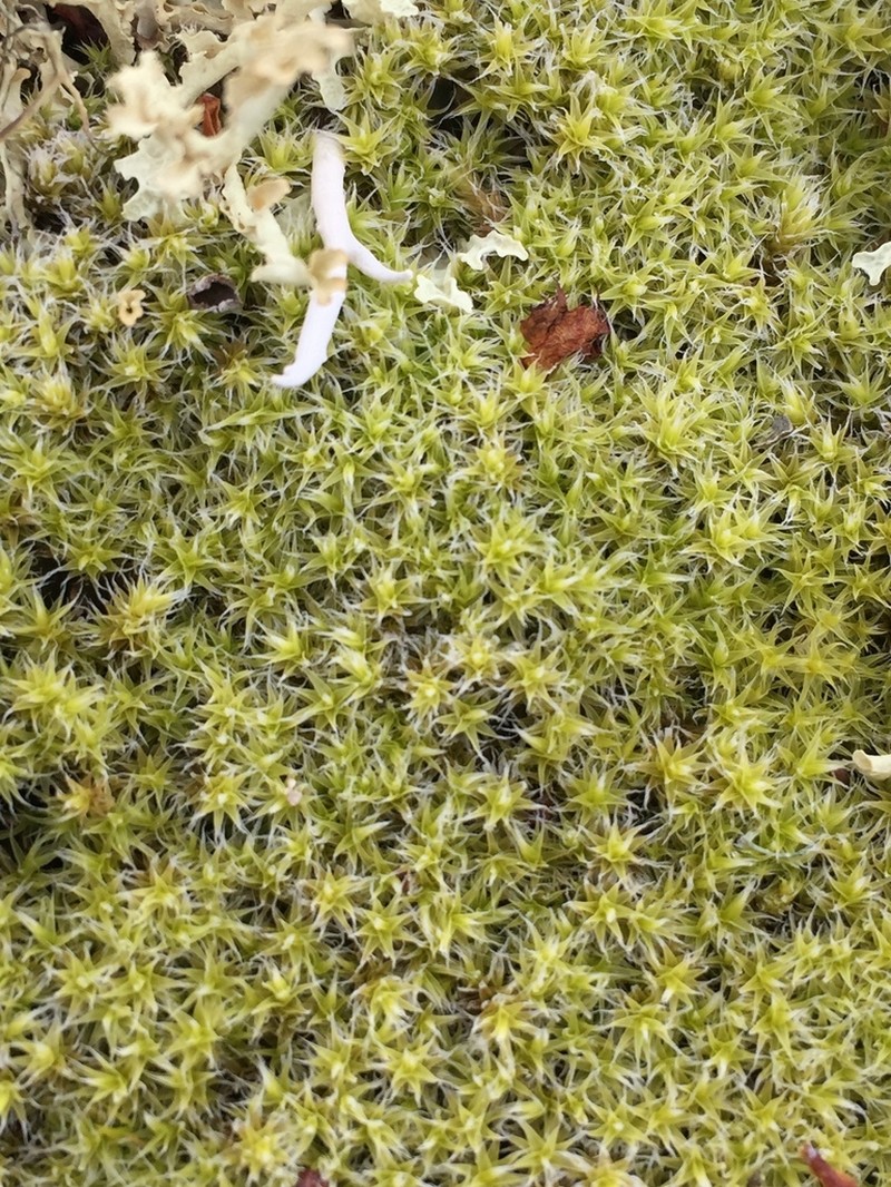 Racomitrium Moss photo 6