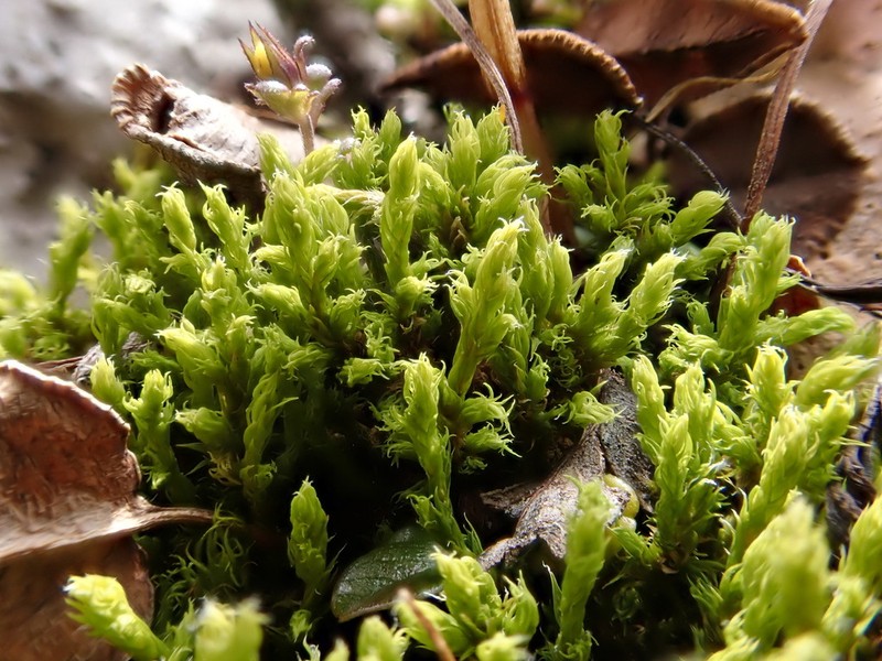 Racomitrium Moss photo 7