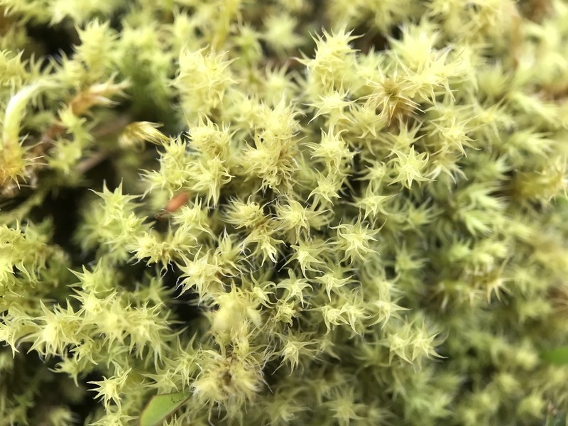 Racomitrium Moss photo 8