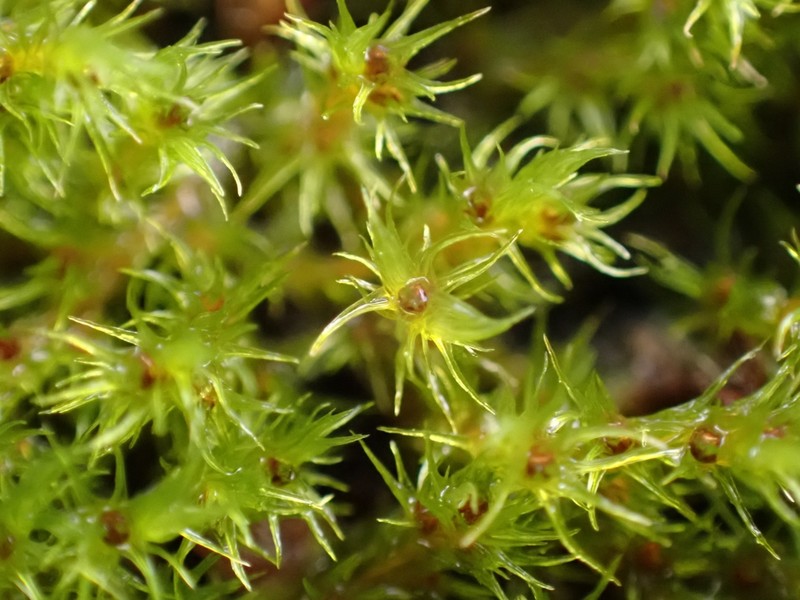 Racomitrium Moss