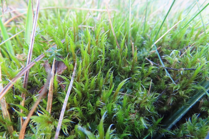 Racomitrium Moss photo 2