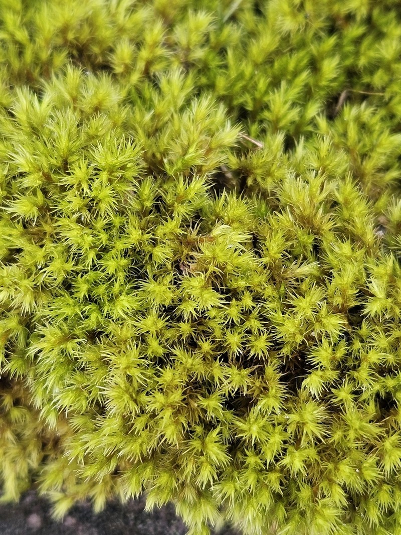 Racomitrium Moss photo 3