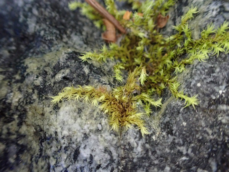 Racomitrium Moss photo 4