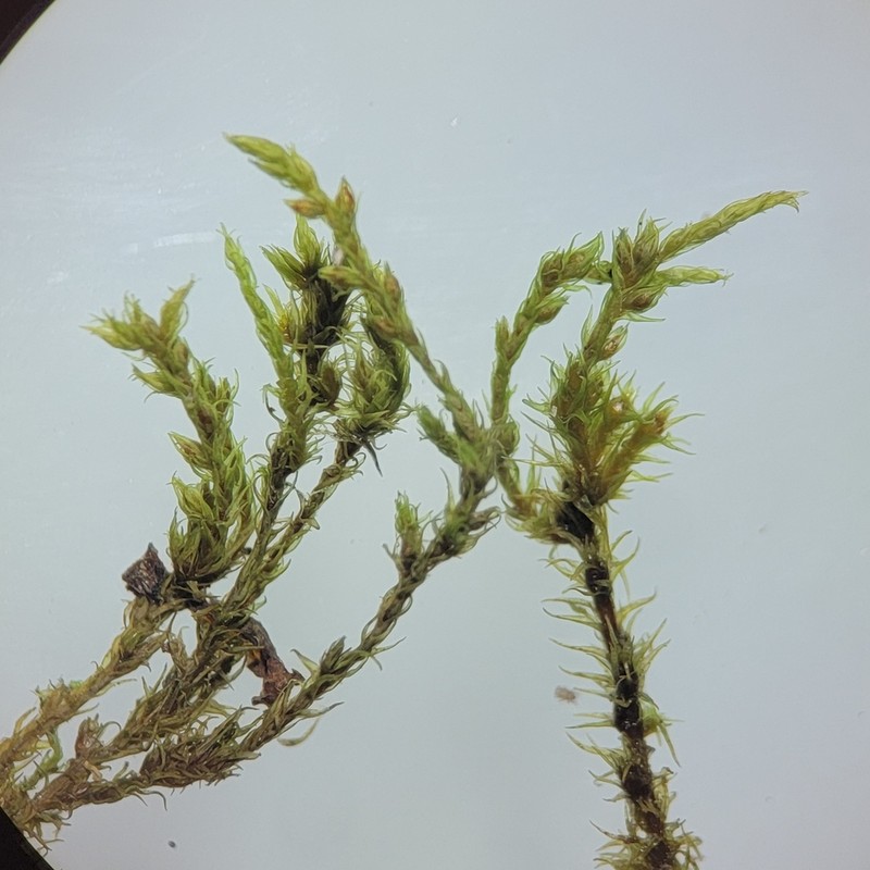 Racomitrium Moss photo 5