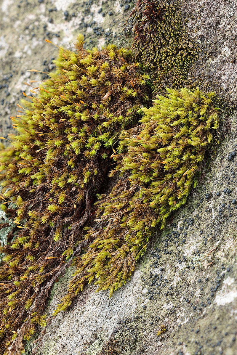 Racomitrium Moss photo 6
