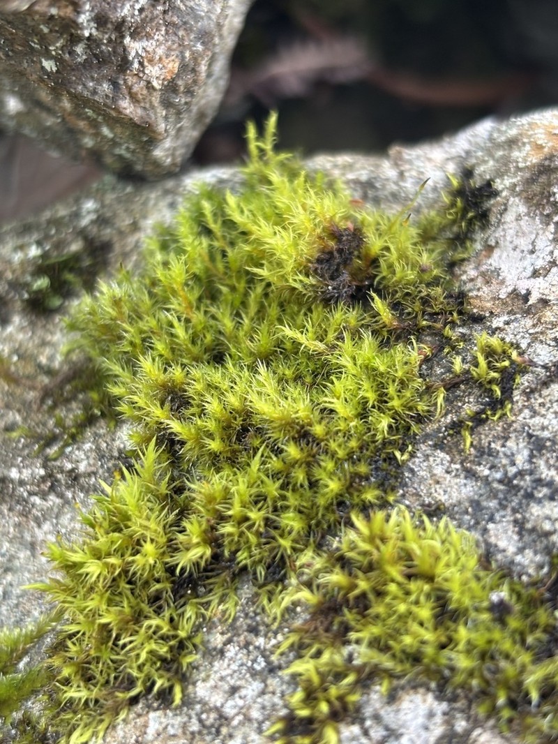 Racomitrium Moss photo 7