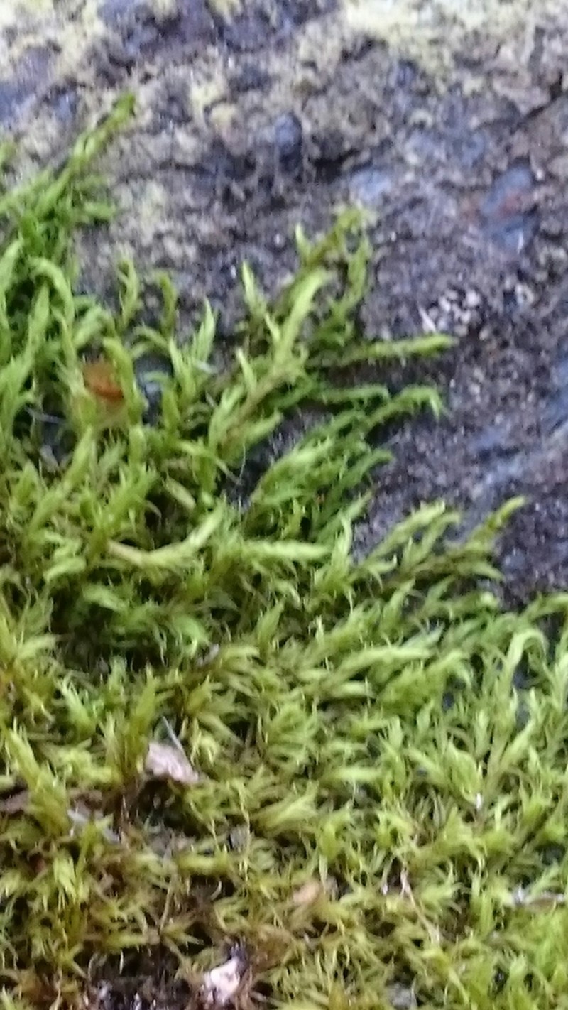 Racomitrium Moss photo 8