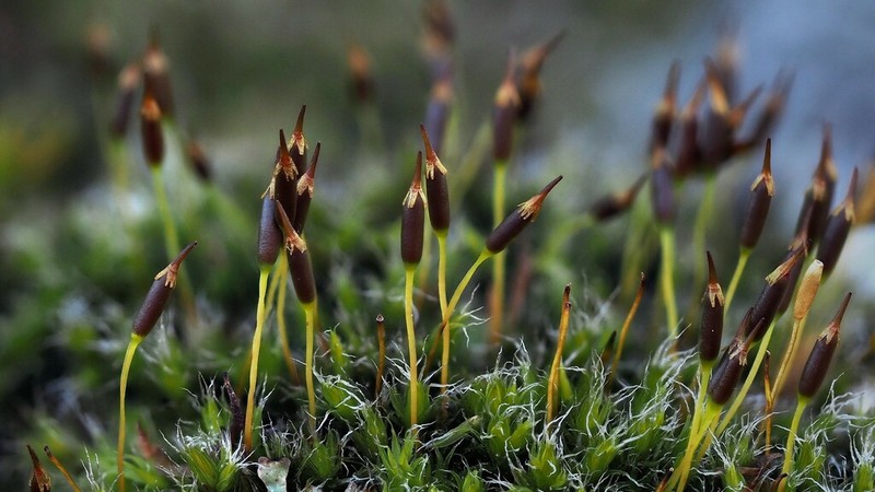 Racomitrium Moss