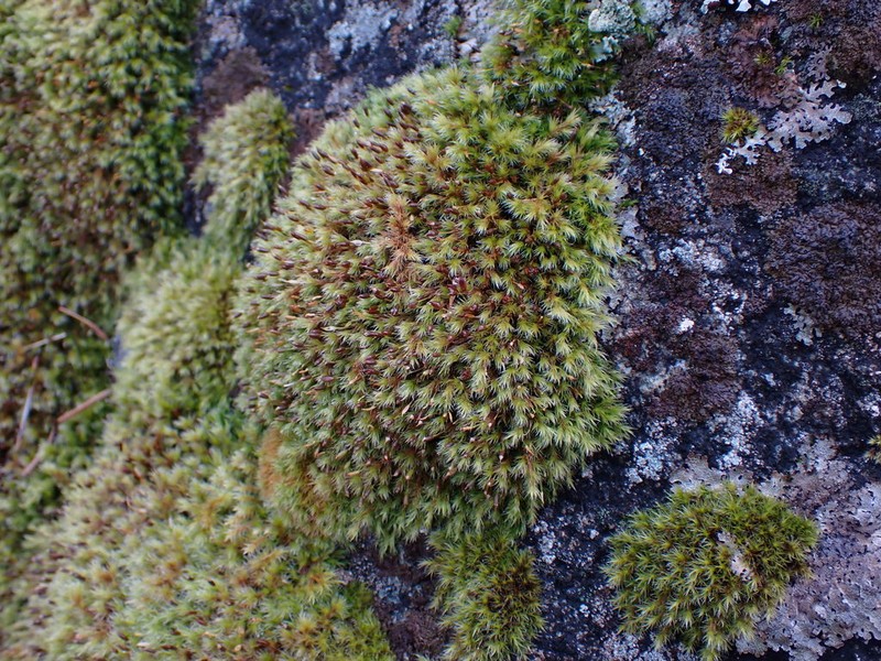 Racomitrium Moss photo 2