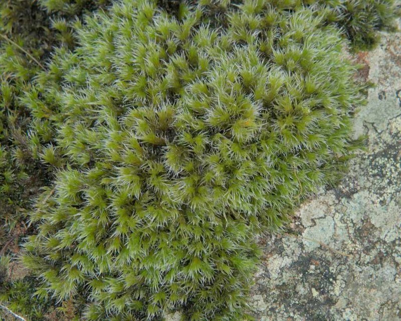 Racomitrium Moss photo 3