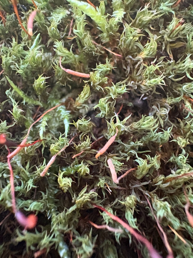 Racomitrium Moss photo 4