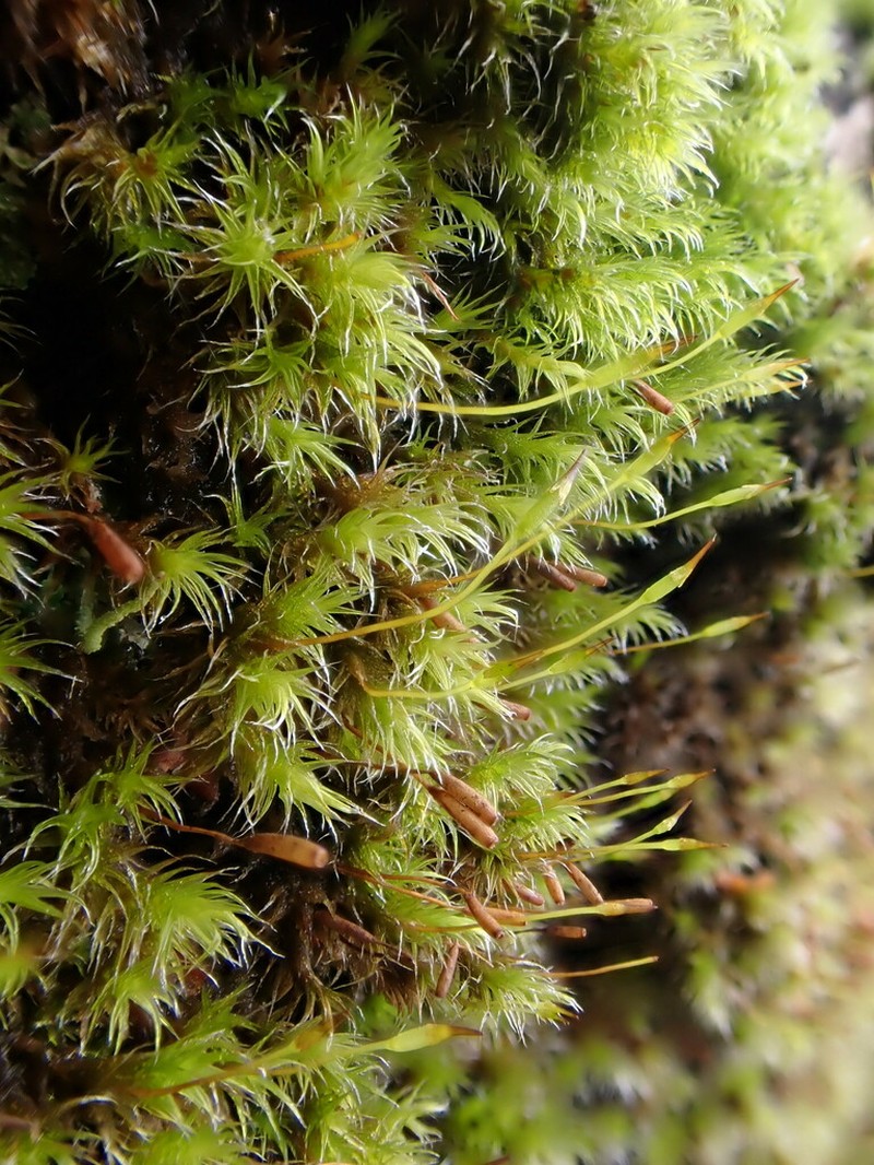 Racomitrium Moss photo 5