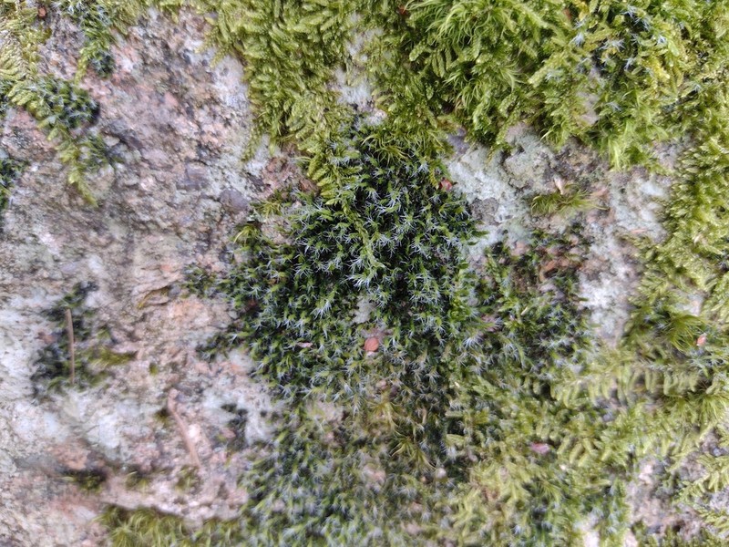 Racomitrium Moss photo 6