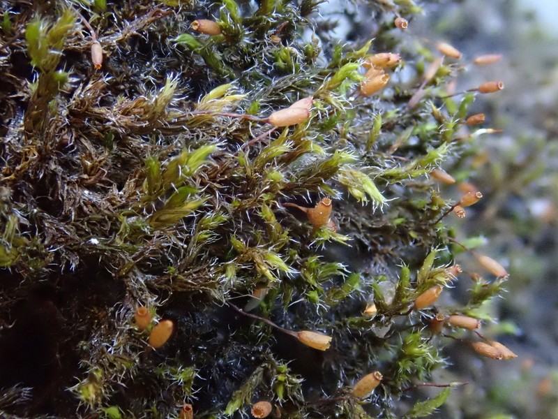 Racomitrium Moss photo 7