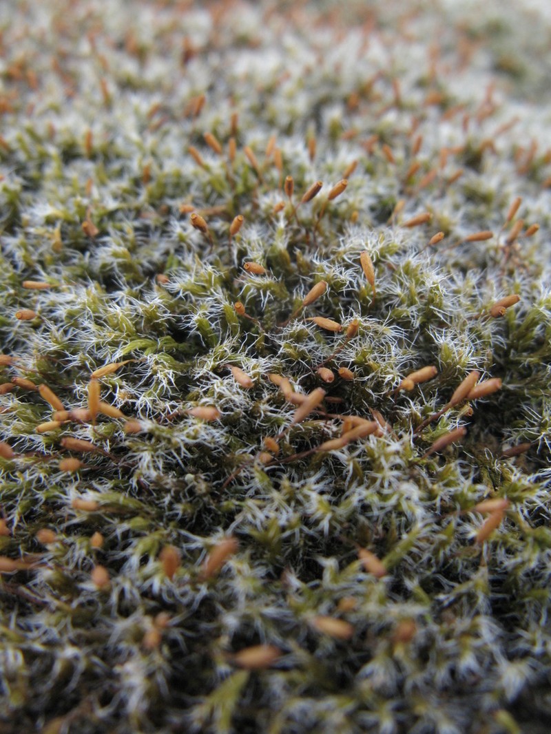 Racomitrium Moss photo 8