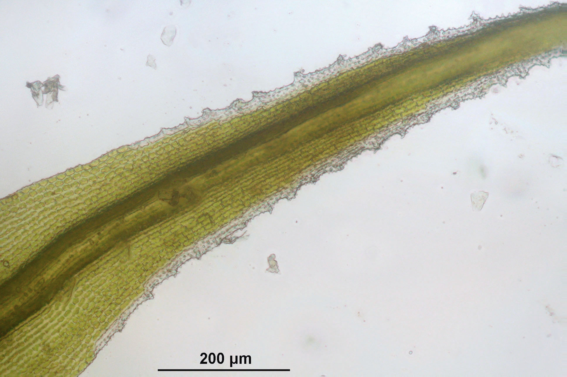 Racomitrium Moss photo 5