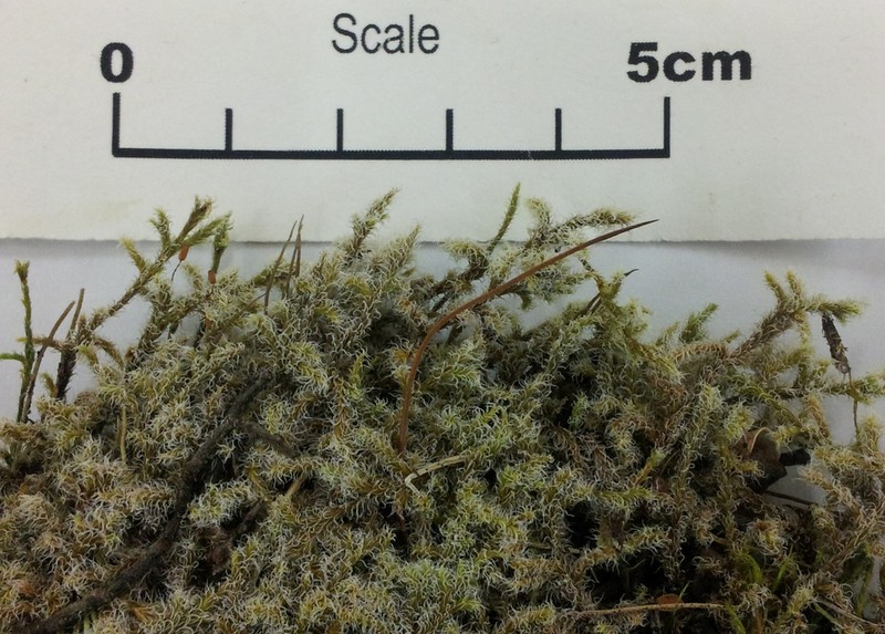 Racomitrium Moss photo 3
