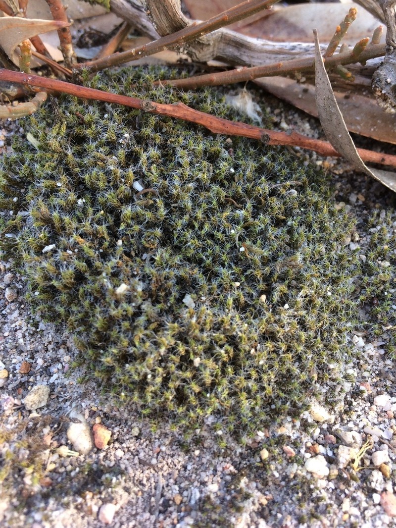 Racomitrium Moss photo 4