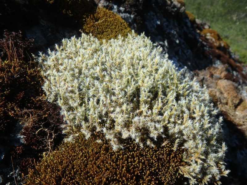 Racomitrium Moss photo 5