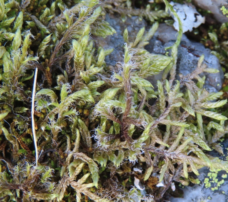 Racomitrium Moss photo 6