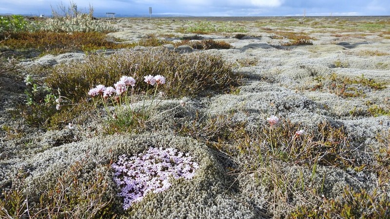 Racomitrium Moss photo 7
