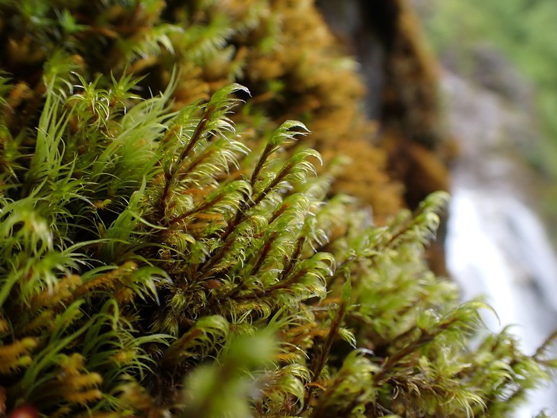 Lawton's Racomitrium Moss