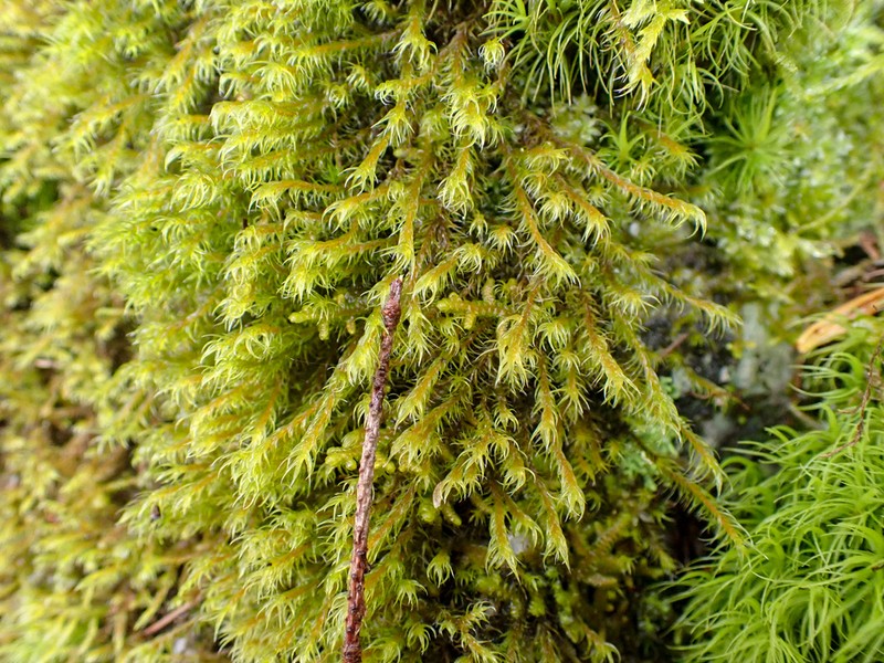 Lawton's Racomitrium Moss photo 2