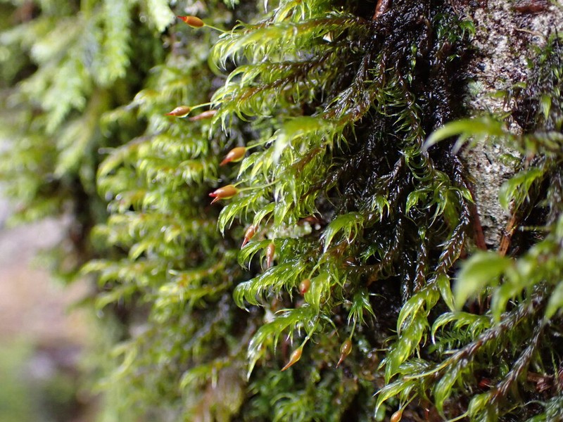 Lawton's Racomitrium Moss photo 3