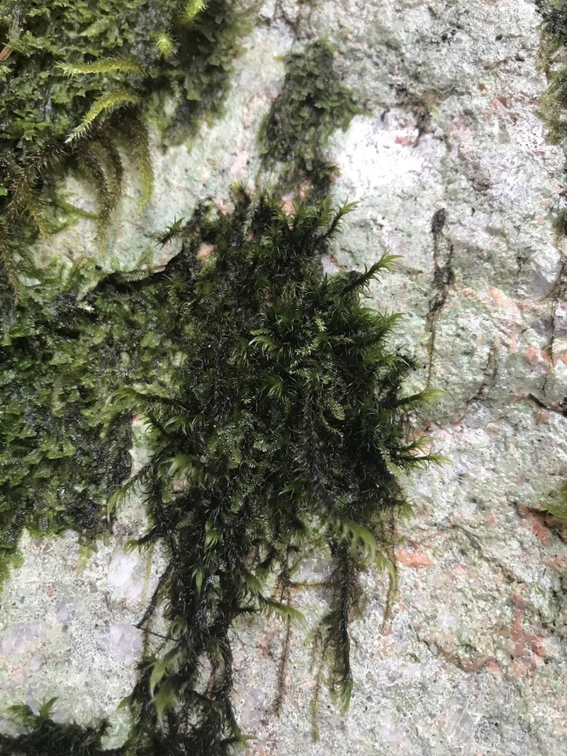 Lawton's Racomitrium Moss photo 4