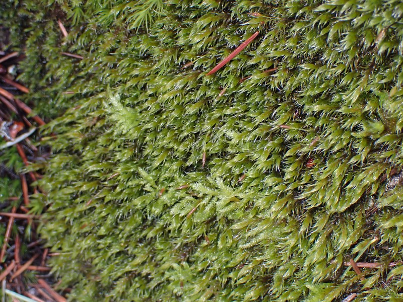Lawton's Racomitrium Moss photo 5