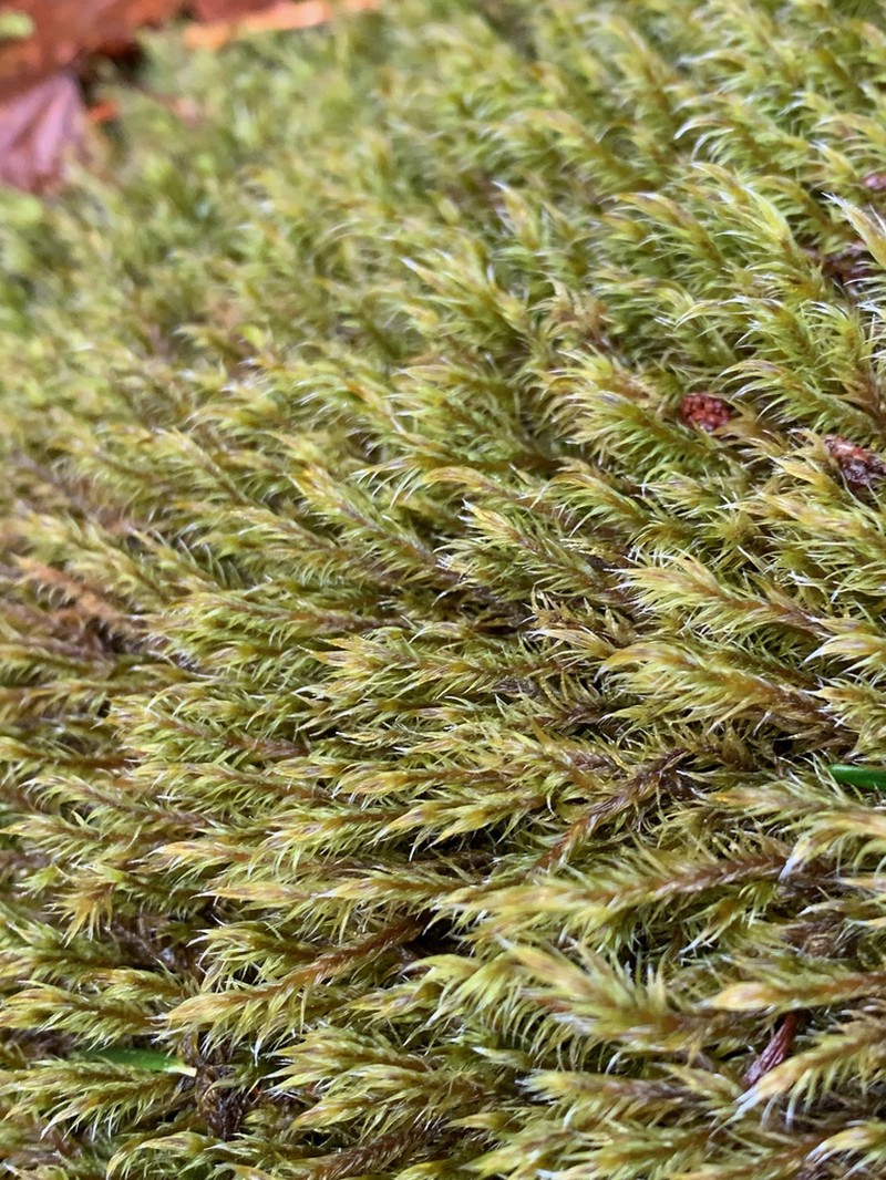 Lawton's Racomitrium Moss photo 6