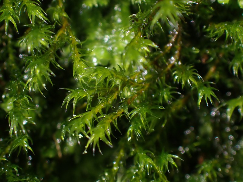 Lawton's Racomitrium Moss photo 7