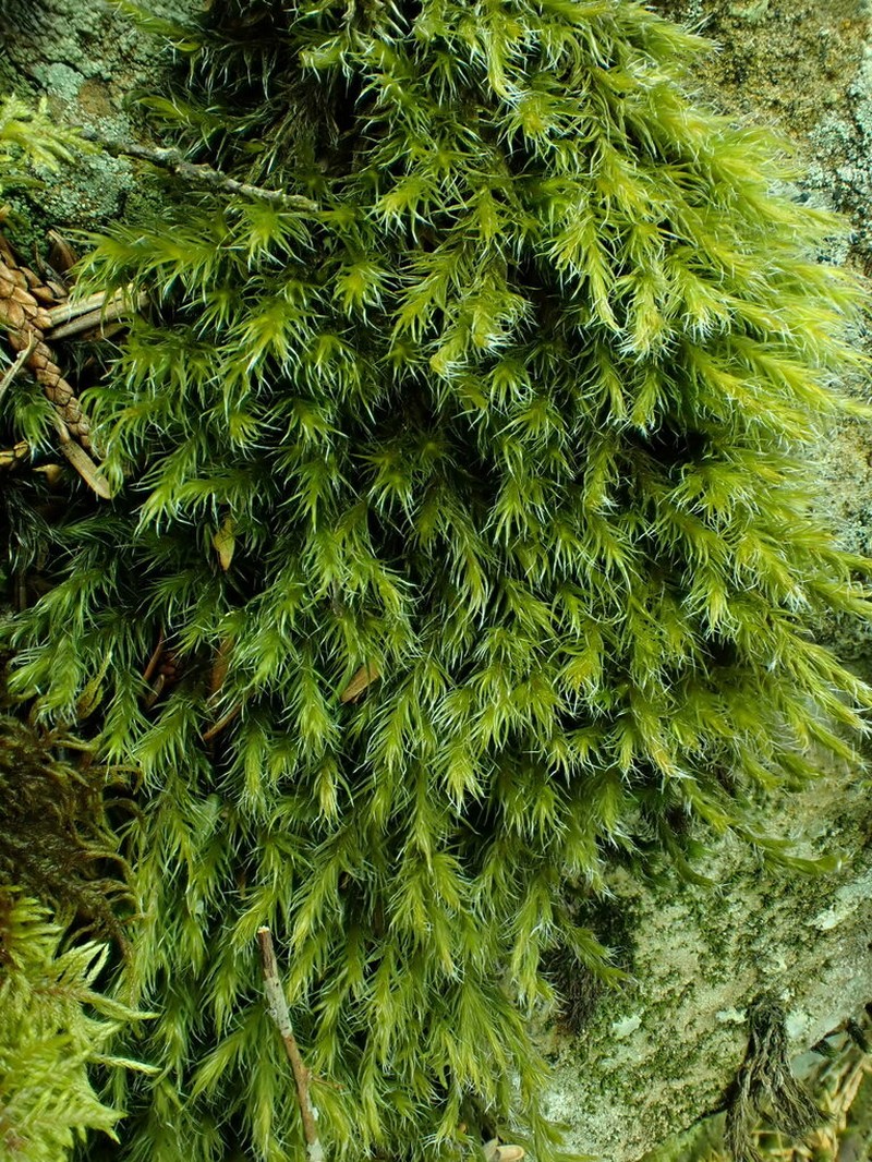Lawton's Racomitrium Moss photo 8