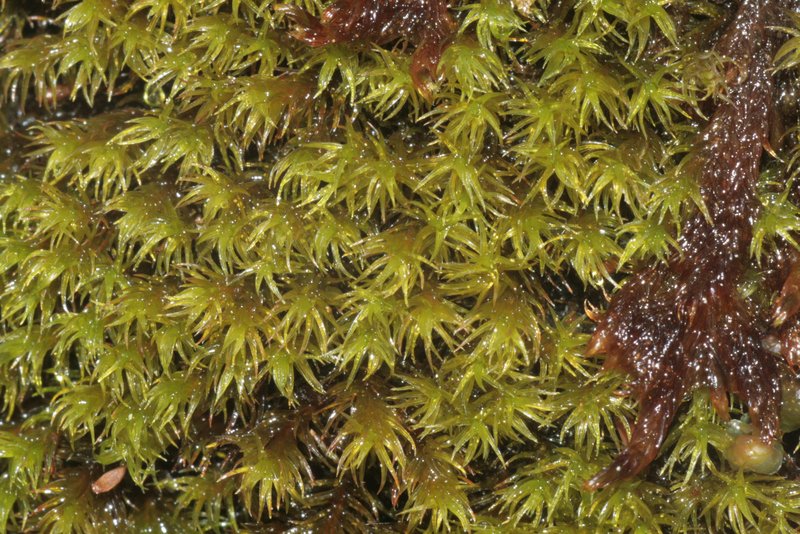 Macoun's Racomitrium Moss