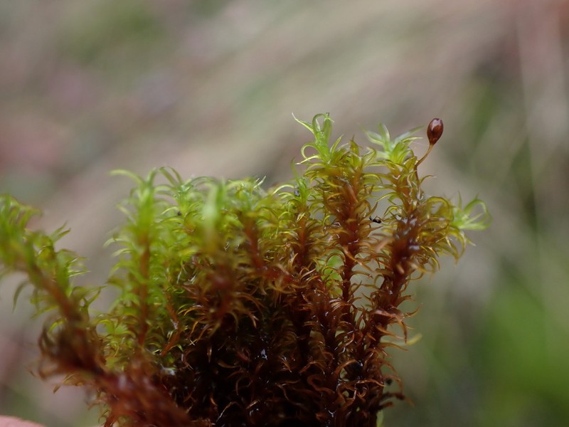 Macoun's Racomitrium Moss