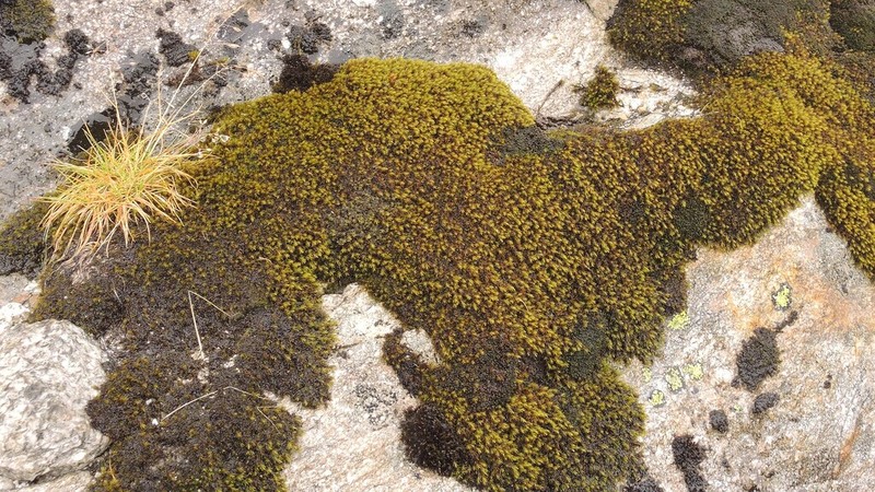 Macoun's Racomitrium Moss photo 2