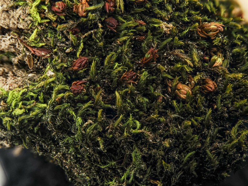 Macoun's Racomitrium Moss photo 3