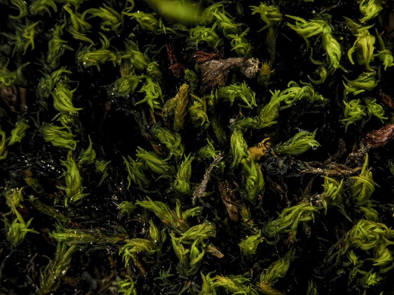 Macoun's Racomitrium Moss photo 4