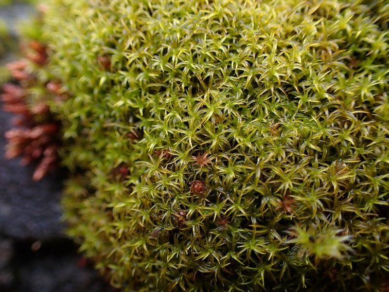 Macoun's Racomitrium Moss photo 5