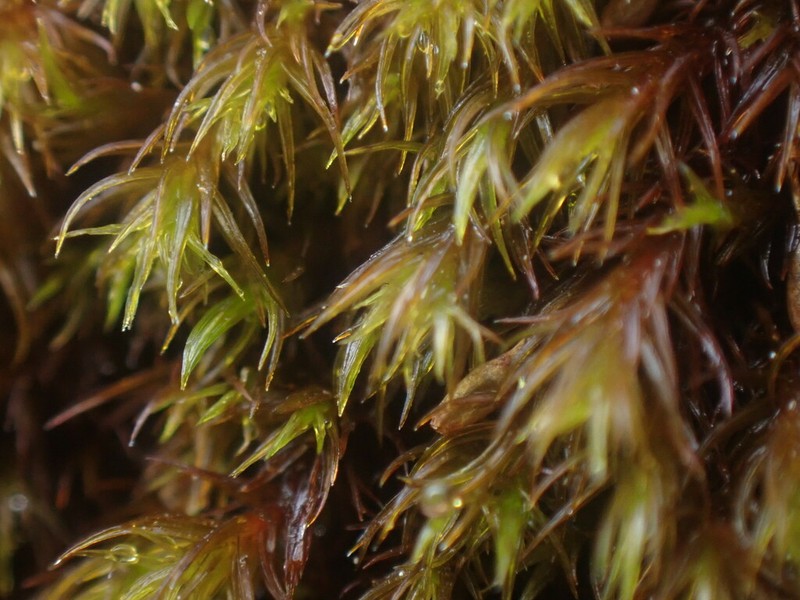 Macoun's Racomitrium Moss photo 6