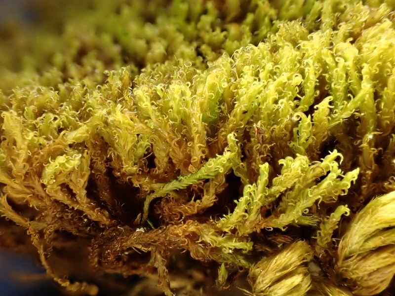 Macoun's Racomitrium Moss photo 7