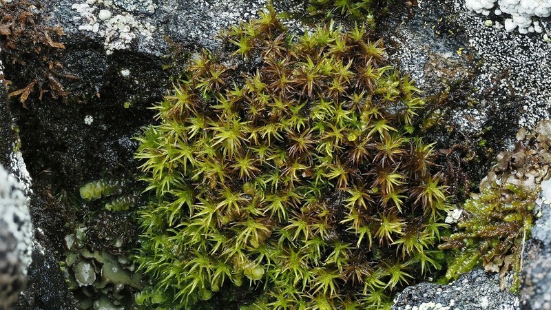 Macoun's Racomitrium Moss photo 8