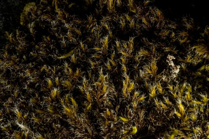Racomitrium Moss