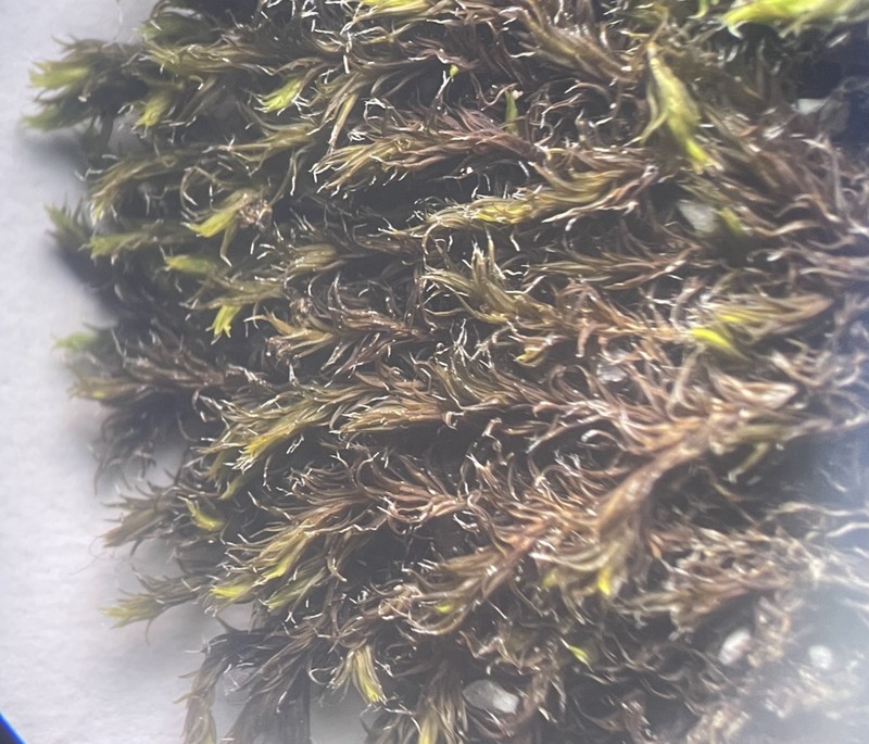 Racomitrium Moss photo 2