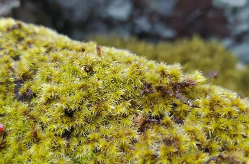 Racomitrium Moss photo 3