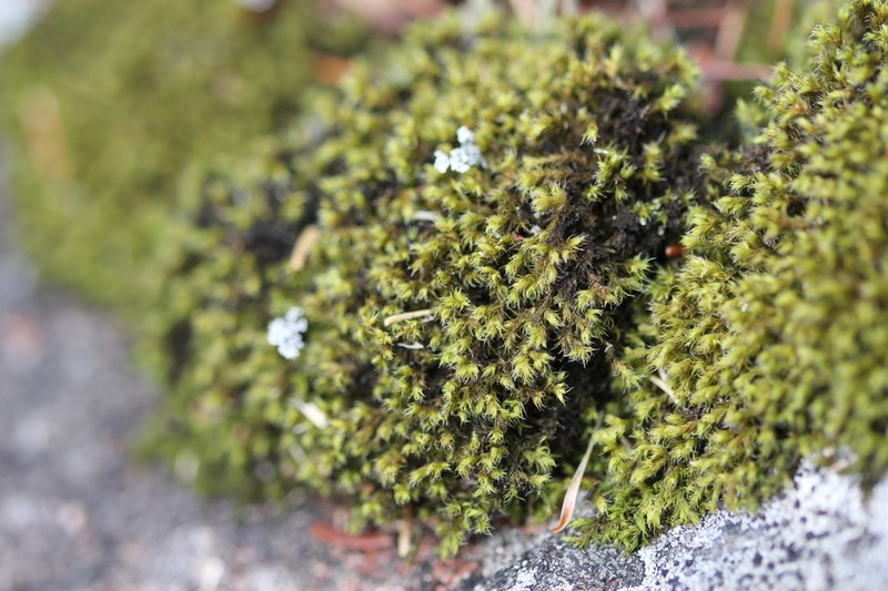 Racomitrium Moss photo 4