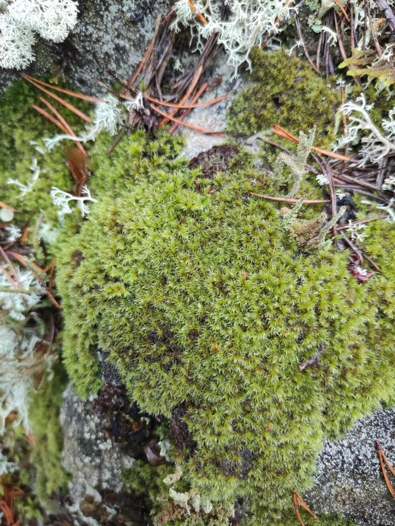 Racomitrium Moss photo 5