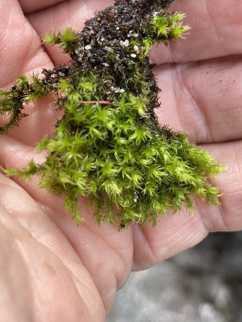 Racomitrium Moss photo 6