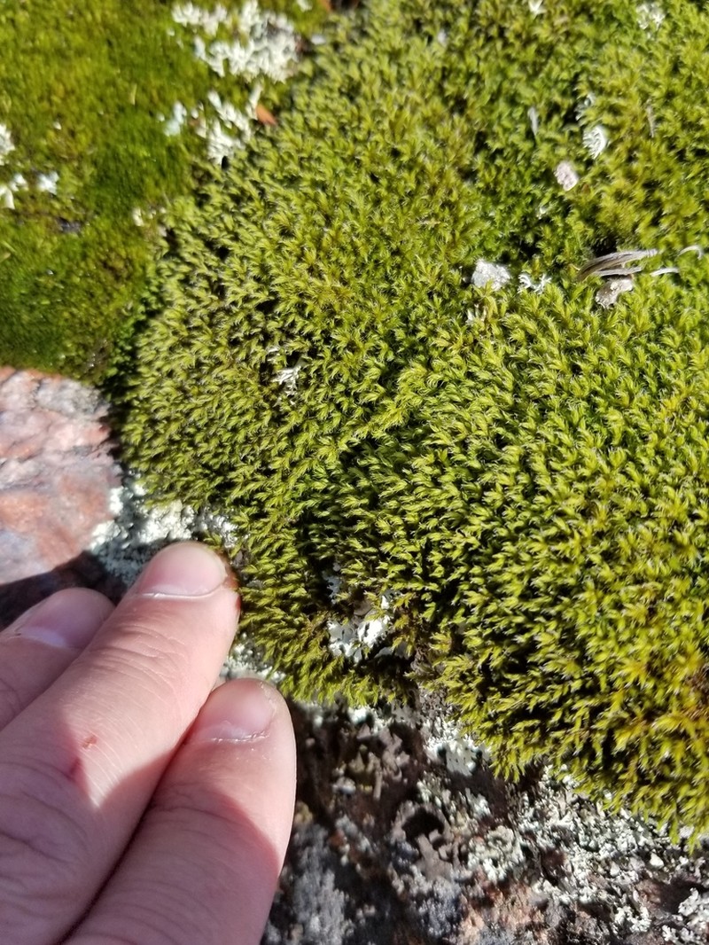 Racomitrium Moss photo 7